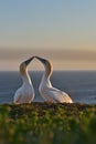 Pair of two northern gannets are falling in love