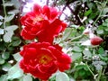 A pair of two red roses and many buds   captured by camera in the sunlight Royalty Free Stock Photo