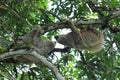 Pair of two toe sloths in tree, costa rica Royalty Free Stock Photo