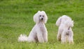 Pair of two white poodle dogs on green grass field