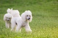 Pair of two white poodle dogs on green grass field Royalty Free Stock Photo