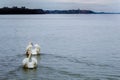 A pair of two young male swan at the confluence Danube River to Sava River