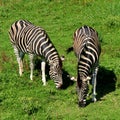 Pair of two zebra feeding on grass Royalty Free Stock Photo