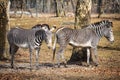 Pair of two zebras standing together outdoors Royalty Free Stock Photo