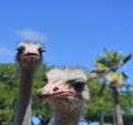 Pair of Unattractive Ostriches on a Spring Day