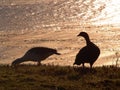 Pair of Upland Geese Chloephaga picta