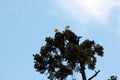 Pair of Vancouver Island Bald Eagles