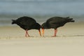 Pair of Variable oystercatcher - Haematopus unicolor - torea feeding with mussels on the seaside in New Zealand
