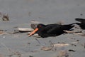 Variable Oystercatcher in New Zealand