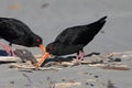 Variable Oystercatcher in New Zealand