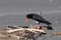 Variable Oystercatcher in New Zealand