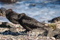 Pair of variable oystercatchers