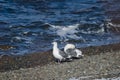 Pair of Vega gulls. Royalty Free Stock Photo