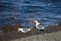 Pair of Vega gulls. Royalty Free Stock Photo