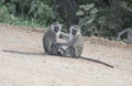 Pair of vervet monkeys, Queen Elizabeth National Park, Uganda
