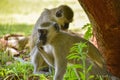 A pair of vervet monkeys in Zimbabwe