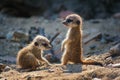 Pair of very young suricate pups standing on the sand Suricata