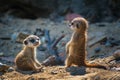 Pair of very young suricate pups standing on the sand Suricata