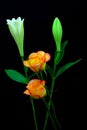 Pair of vibrant caribbean roses and oriental white lily buds against black background Royalty Free Stock Photo