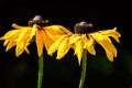 A pair of vibrant golden yellow Black Eyed Susan Flowers