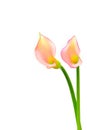 Pair of vibrant light pink and yellow color calla lillies against white background Royalty Free Stock Photo