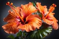 Pair of vibrant orange hibiscus flowers Royalty Free Stock Photo