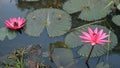 Pair of Pink Water Lilies Blooming in the Pond Royalty Free Stock Photo