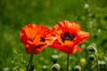 Pair of vibrant poppy flowers blooming in the lush green field