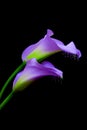 Pair of vibrant purple calla lily flowers with dripping effect on dark background Royalty Free Stock Photo