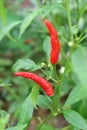 Pair of Vibrant Red Ripe Bird`s Eye Chili or Thai Chili Peppers Growing on the Shrub