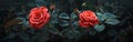 Pair of Vibrant Red Roses in Full Bloom