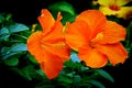 Pair of vibrant orange hibiscus flowers Royalty Free Stock Photo