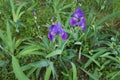 Pair of violet flowers of bearded iris