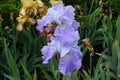 Pair of violet flowers of Iris germanica Royalty Free Stock Photo