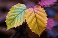 A pair of vivid autumn leaves adorned with vibrant seasonal colors