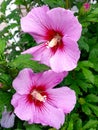 Pair of vivid pink Rose of Sharon hibiscus garden flower blossoms after the rain