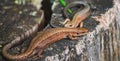 A pair of viviparous lizard or common lizard Zootoca vivipara