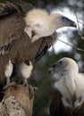 Pair of vultures