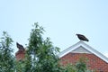 Vultures on Roof top