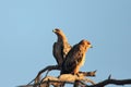 A pair of Wahlberg`s eagles Hieraaetus wahlbergi sitting on dry branch with blue sky in background Royalty Free Stock Photo
