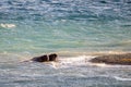 Pair of walrus off Devon Coast, Nunavut, Canada