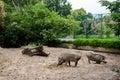 A pair of warthogs eating in their yard at zoo