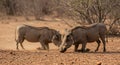 A Pair of Warthogs Kneeling on the African Savanna Royalty Free Stock Photo