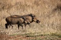 Pair of Warthogs known as Pumbaa from the Lion King movie walking freely in the Pilanesberg National Park in South Africa