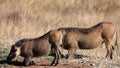 Pair of Warthogs known as Pumbaa from the Lion King movie walking freely in the Pilanesberg National Park in South Africa