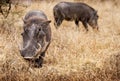 Pair of Warthogs in Kruger National Park Royalty Free Stock Photo