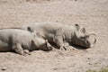 a pair of warthogs are lying on the ground with their eyes closed, resting, making for a humorous and adorable sight. Royalty Free Stock Photo