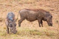 A pair of Warthogs walking in the Masai Mara National park, Kenya, Africa