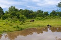 A pair of water buffaloes at the pond. Sri Lanka Royalty Free Stock Photo