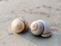 A pair of water shells found in the lakes